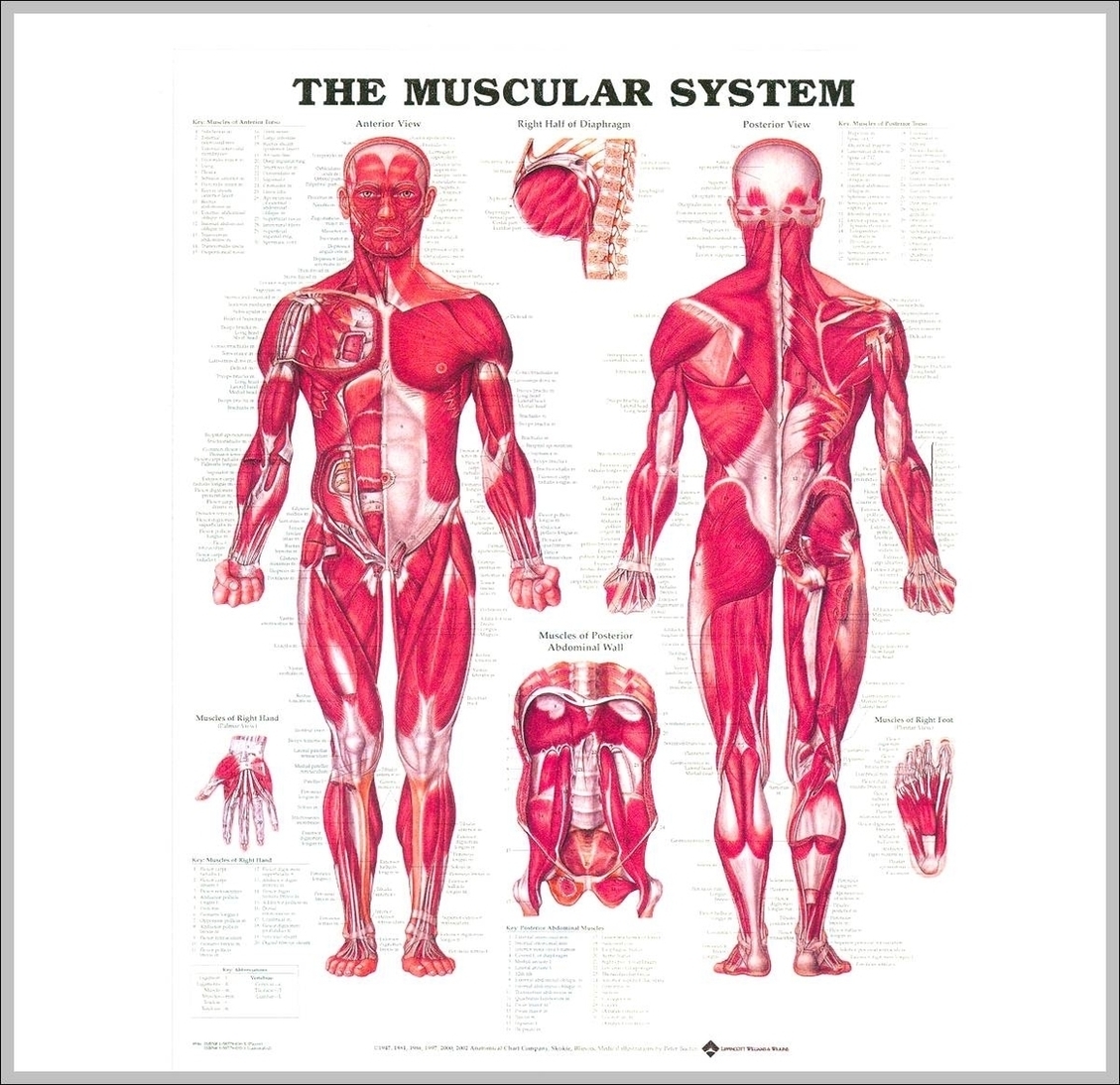 Pictures Of Muscular System Image