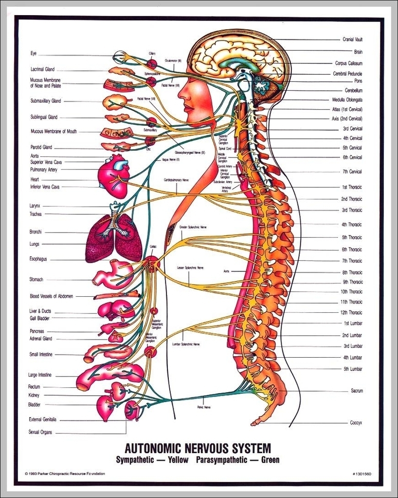 Pictures Of Nervous System Image