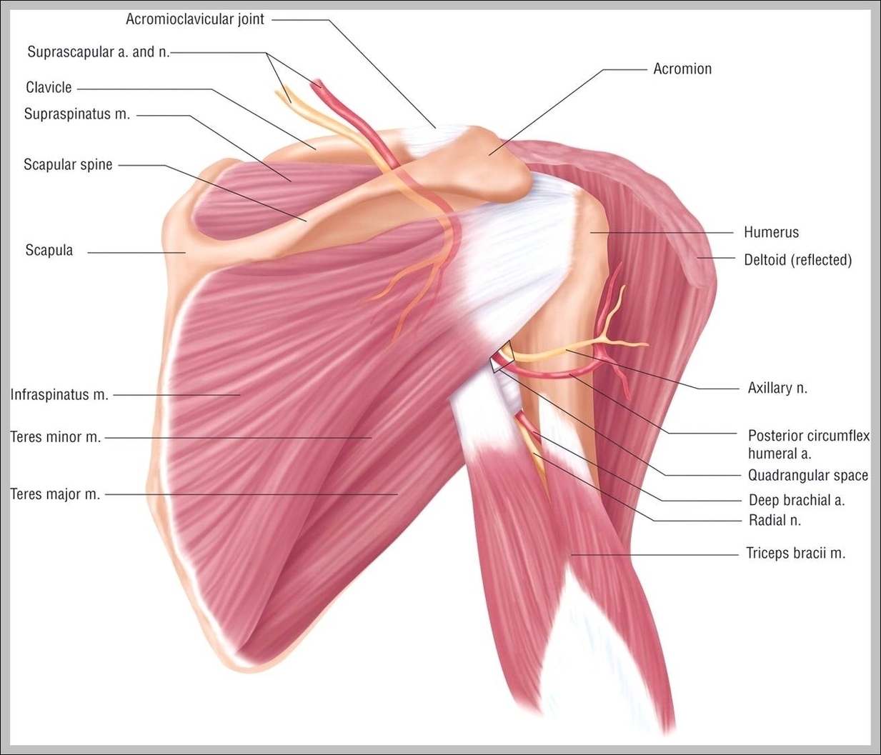 Pictures Of Shoulder Muscles Image