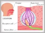 Pictures Of Taste Buds Image