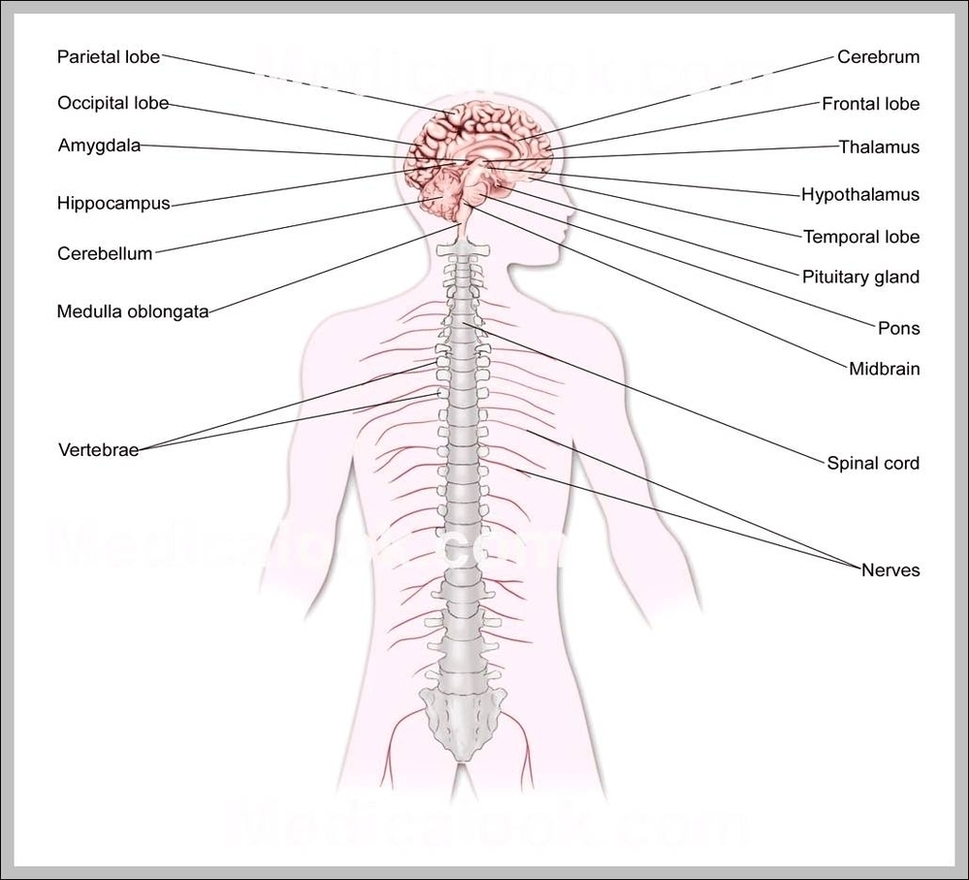 Pictures Of The Central Nervous System Image