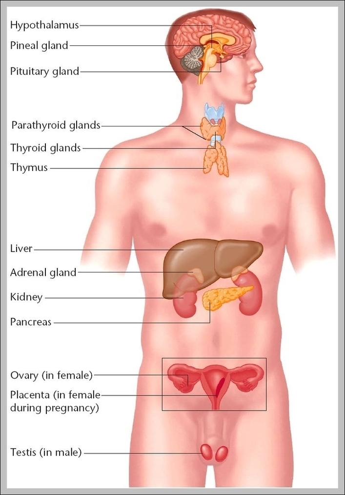 Pictures Of The Endocrine System Image