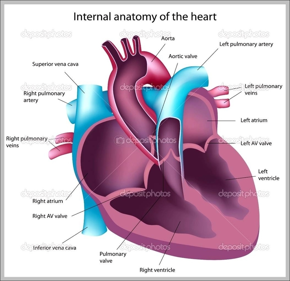 Pictures Of The Heart Image