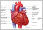 Pictures Of The Heart With Labels Image