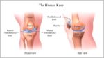 Pictures Of The Human Knee Image