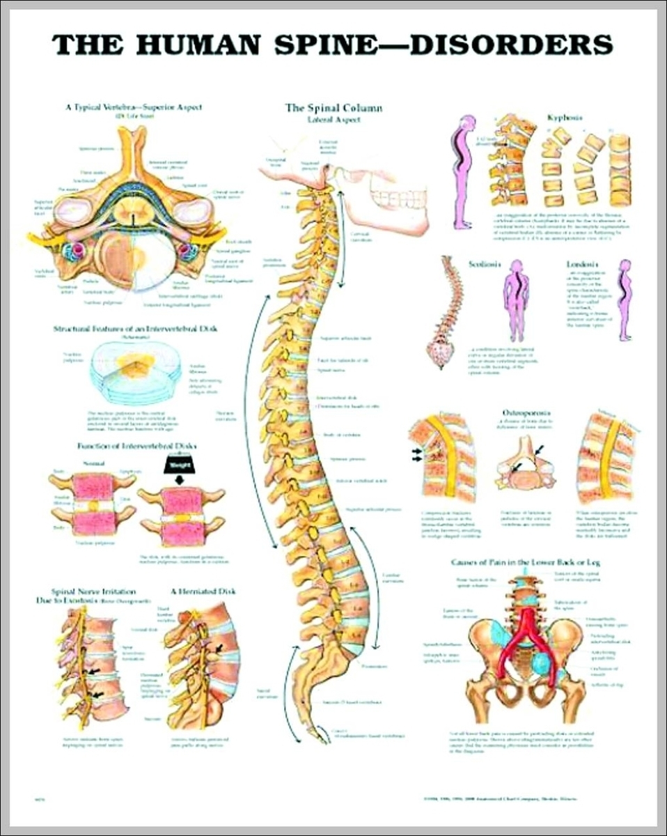 Pictures Of The Human Spine Image