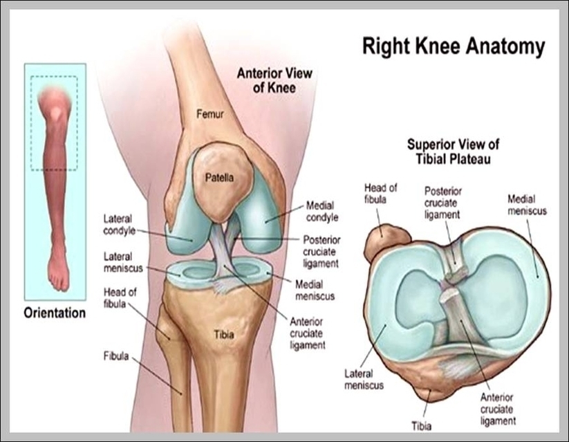 Pictures Of The Knee Anatomy Image