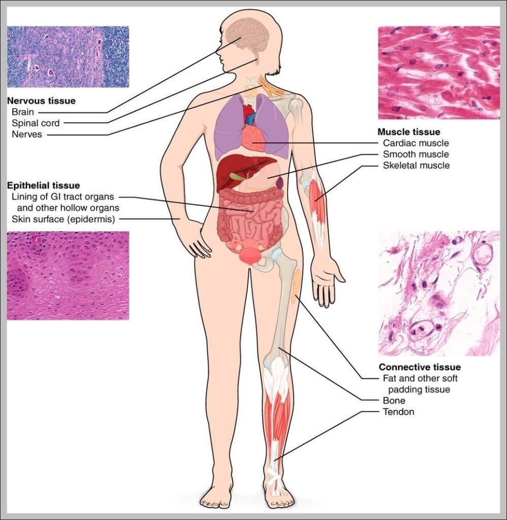 Pictures Of Tissues In The Body Image