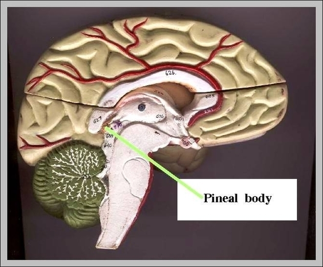 Pineal Body Image