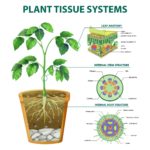 Plant Tissue Systems