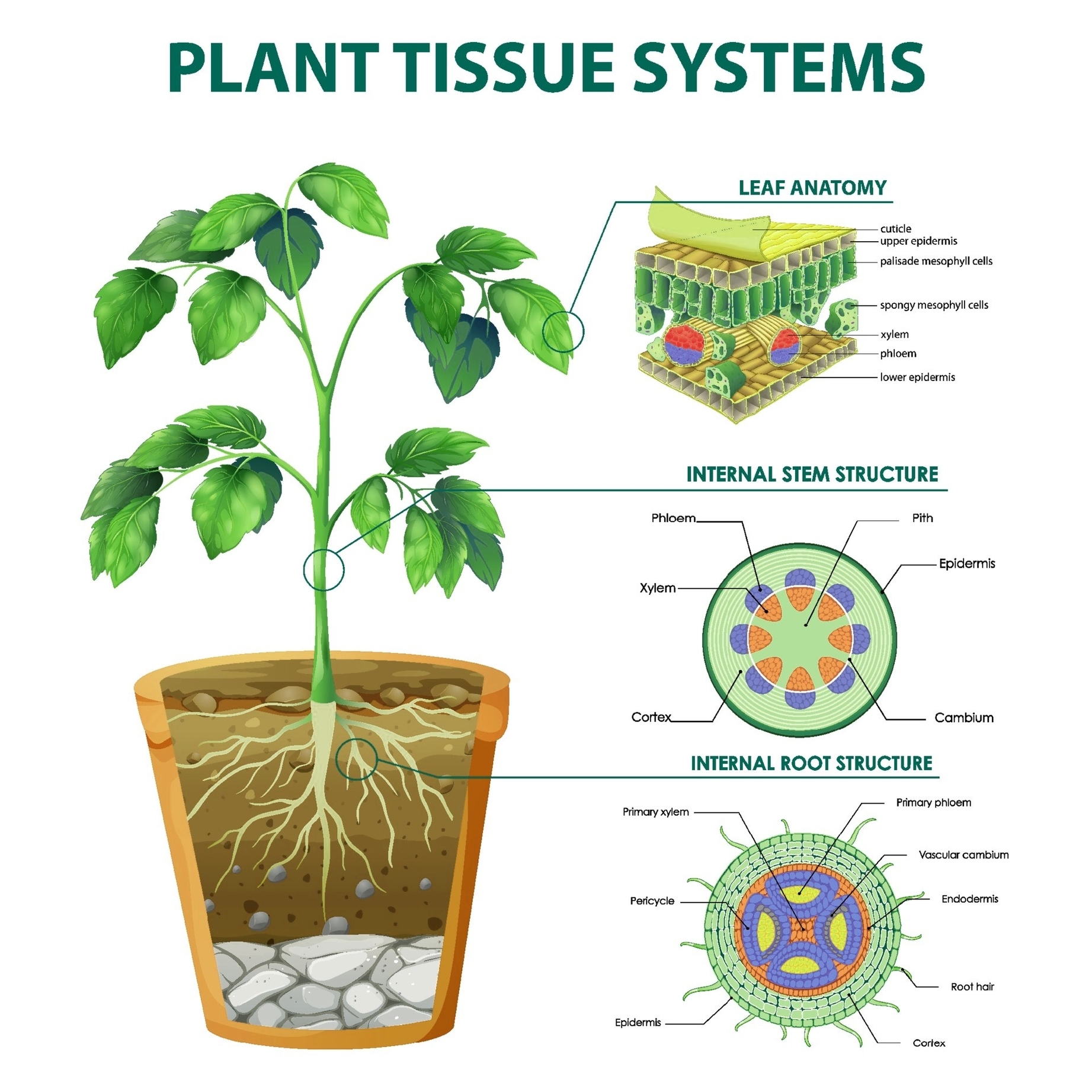 Plant Tissue Systems