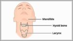 Position of the Hyoid Bone in the Neck Diagram