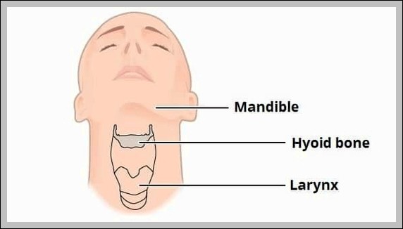 Position of the Hyoid Bone in the Neck Diagram