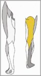 Posterior Cutaneous Nerve of Thigh Diagram