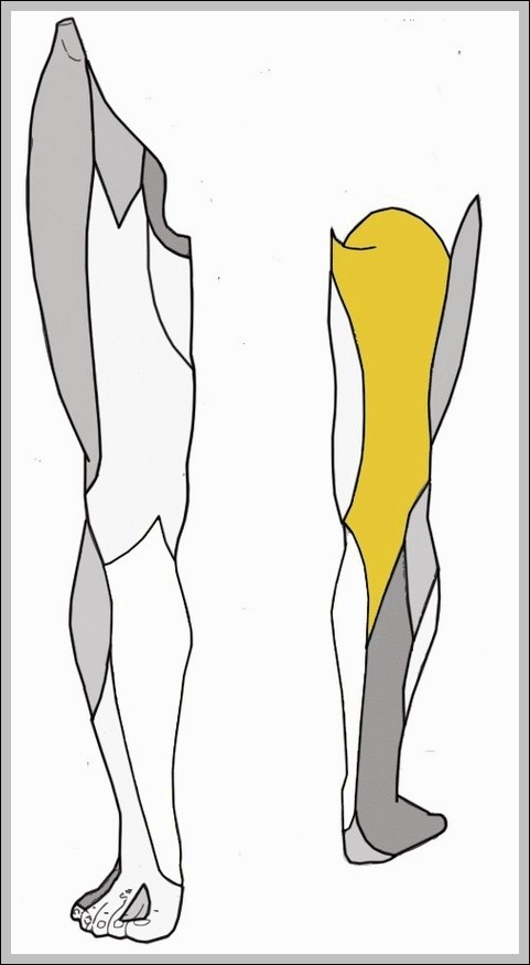 Posterior Cutaneous Nerve of Thigh Diagram