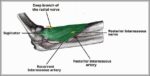 Posterior Interosseous Artery Radial Nerve Supintor Diagram