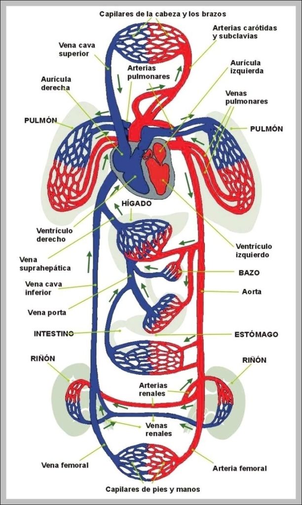 vena | Anatomy System - Human Body Anatomy diagram and chart images