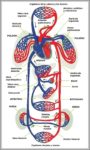 Posterior Vena Cava Image