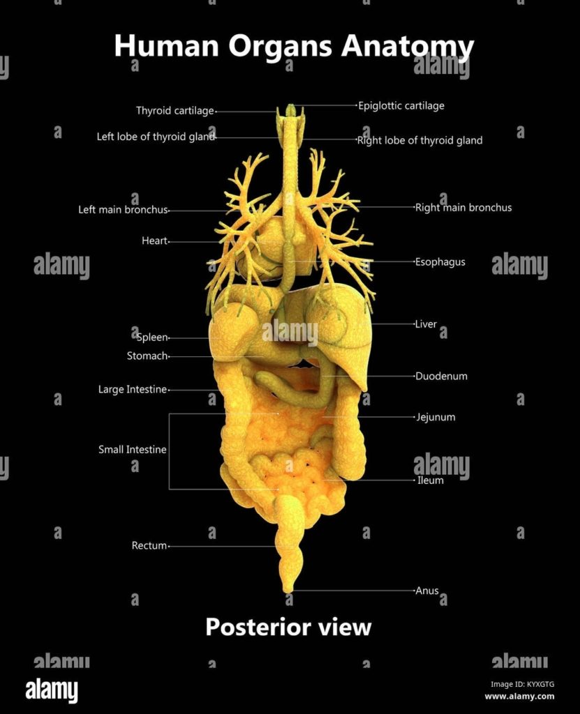 Posterior View Of Internal Organs