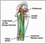 Posterior View of the Lower Limb Anatomical Course of the Sciatic Nerve Diagram
