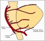 Posterior inferior cerebellar artery orgin and course Diagram