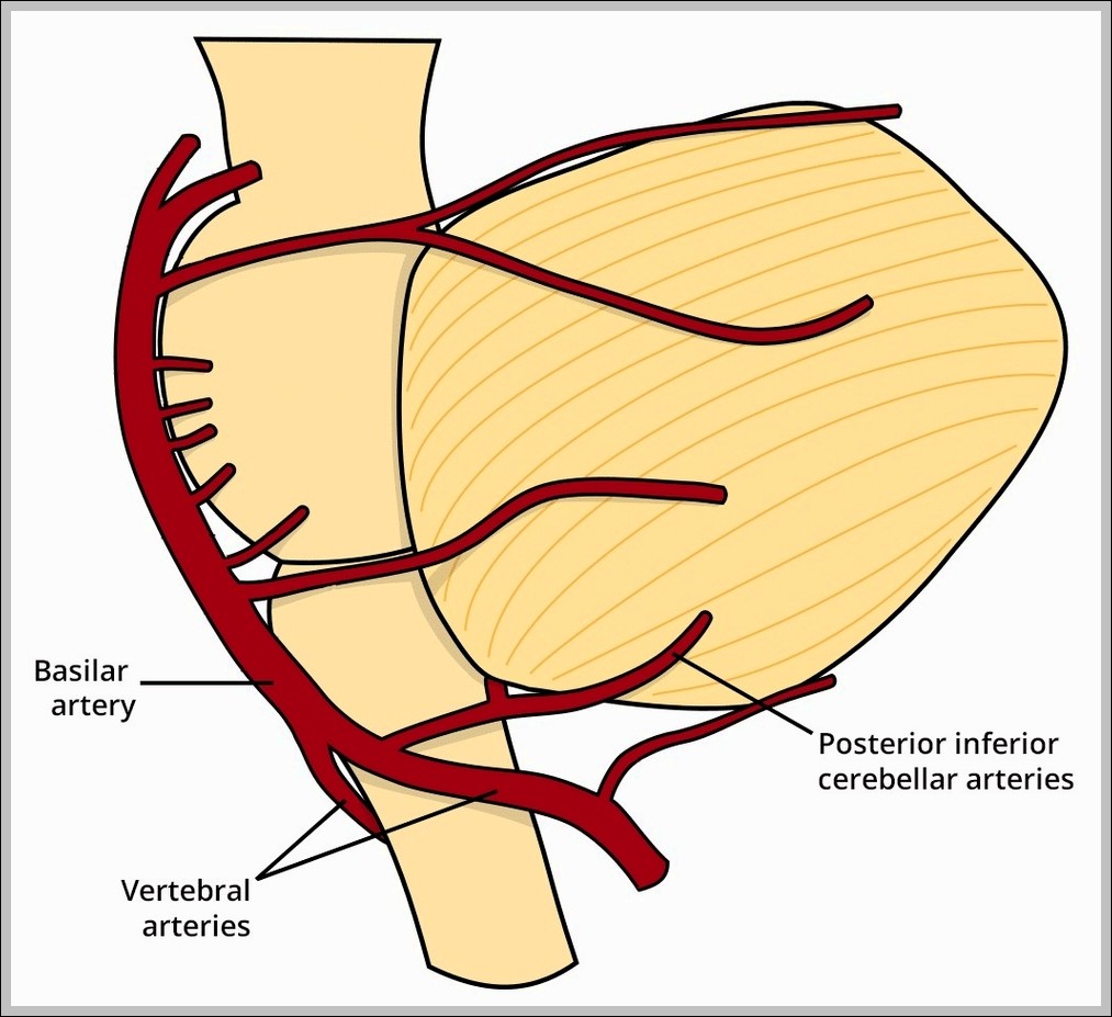 Posterior inferior cerebellar artery orgin and course Diagram