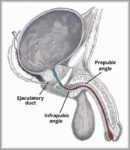 Prepubic and Infrapubic Angles of the Male Urethra Diagram
