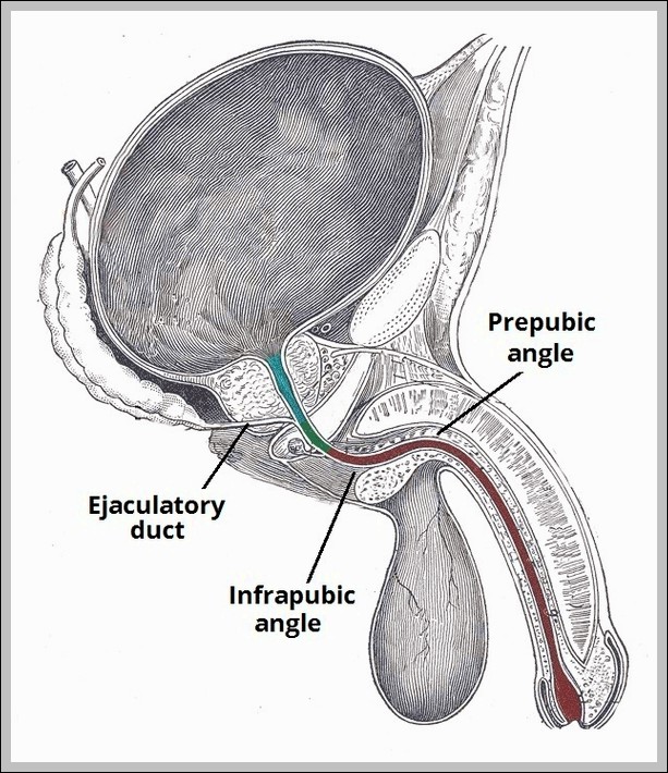 Prepubic and Infrapubic Angles of the Male Urethra Diagram