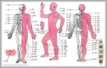 Pressure Points Human Anatomy Image