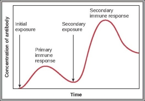 Primary and Secondary Antibody Respons new