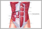 Rectus Image