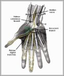 Recurrent Branch of Median Nerve Diagram
