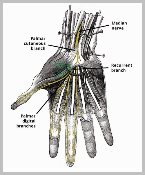 Recurrent Branch of Median Nerve Diagram