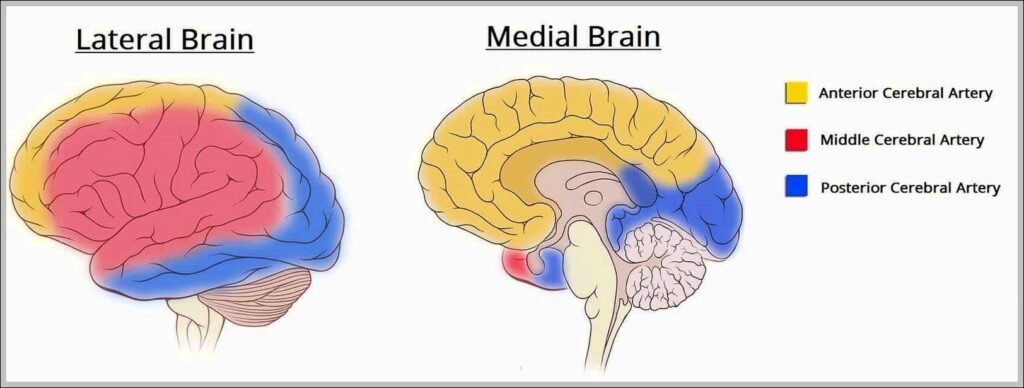 Regional Blood Supply to the Cerebrum Diagram