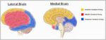 Regional Blood Supply to the Cerebrum Diagram