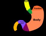 Regions Of Stomach