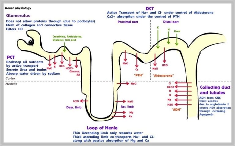 renal | Anatomy System - Human Body Anatomy diagram and chart images