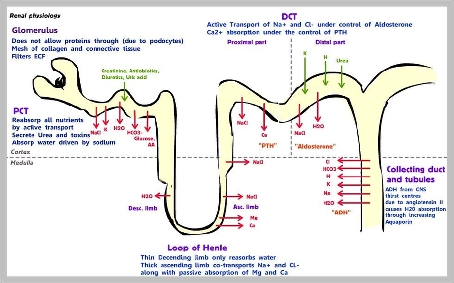 Renal System Physiology Image