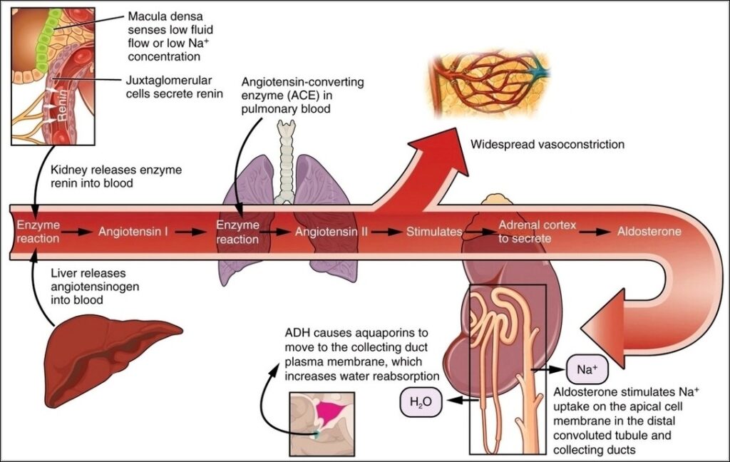 Renin Aldosterone Angiotensin