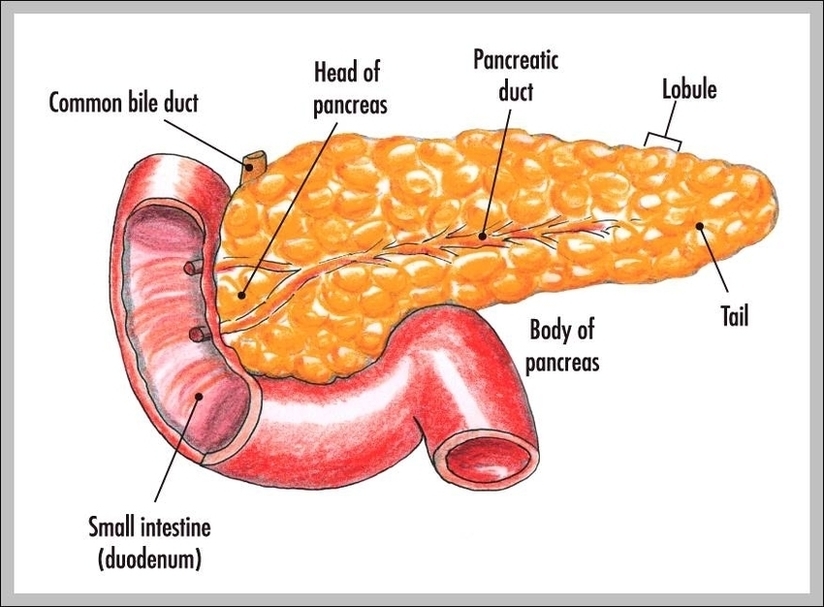 Reproductive System Function Image