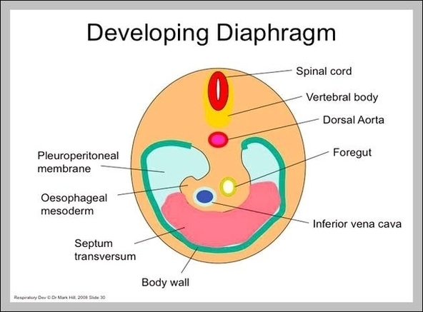 Respiratory Diaphragm Image