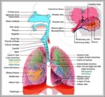 Respiratory System Picture Image