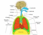 Respiratory Systemrespiratory System In Animals