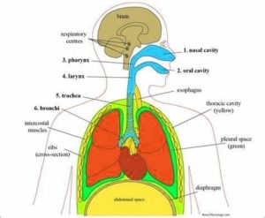 Respiratory Systemrespiratory System In Animals | Anatomy System ...