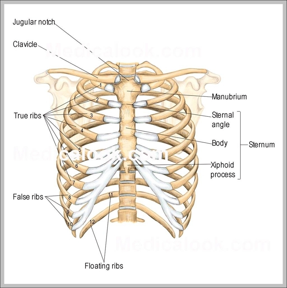 Rib Cage Anatomy Image