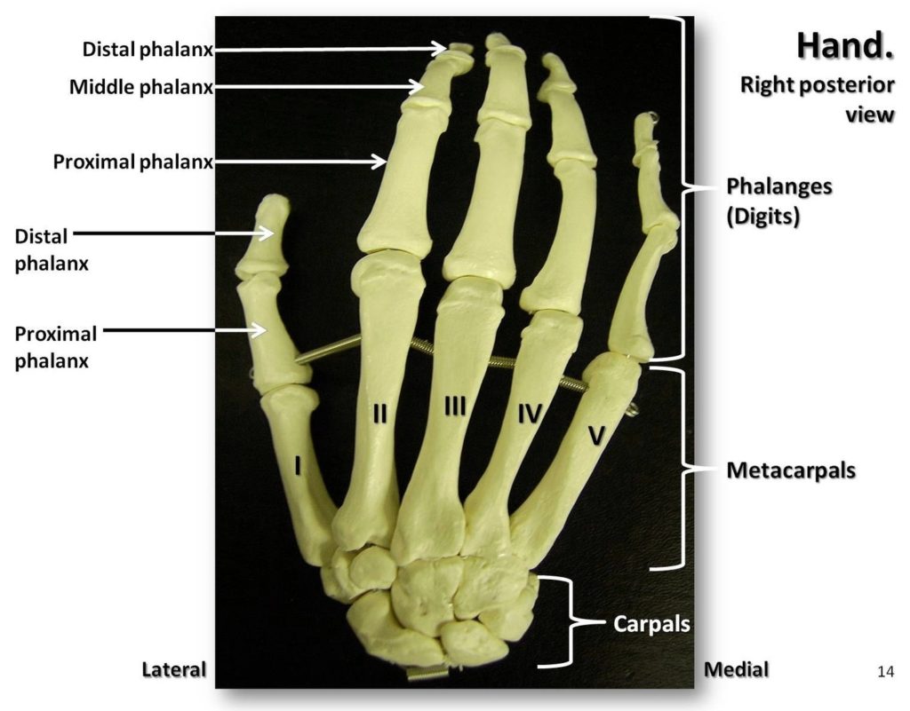 Right Hand Bones Labeled