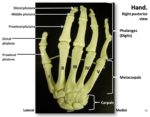 Right Hand Bones Labeled