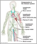 Right Lymphatic Duct Image