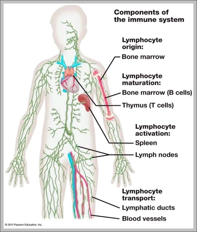 Right Lymphatic Duct Image | Anatomy System - Human Body Anatomy ...