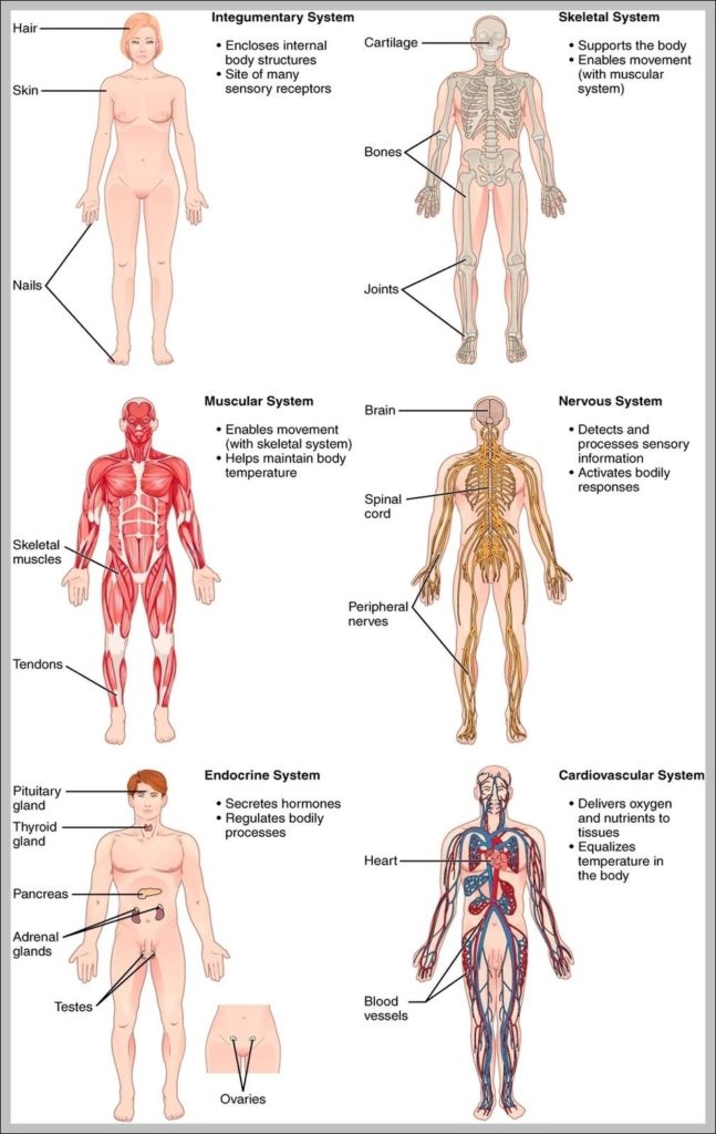 Rn Case Manager Job Description Image Anatomy System Human Body 